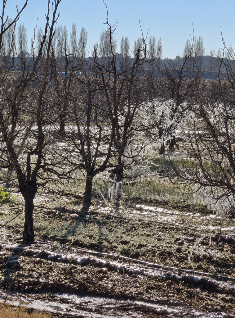 Productores preocupados por el impacto de las heladas en los frutales de San Rafael