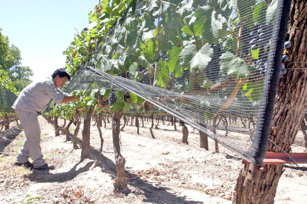 Tela antigranizo: no hay datos certeros sobre cuántas hectáreas están cubiertas en el sur mendocino