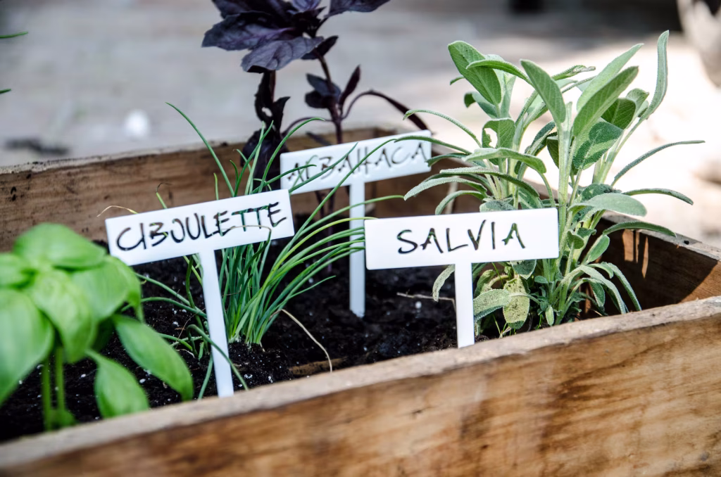 Capacitación sobre huerta y cultivo de aromáticas en Pueblo Diamante