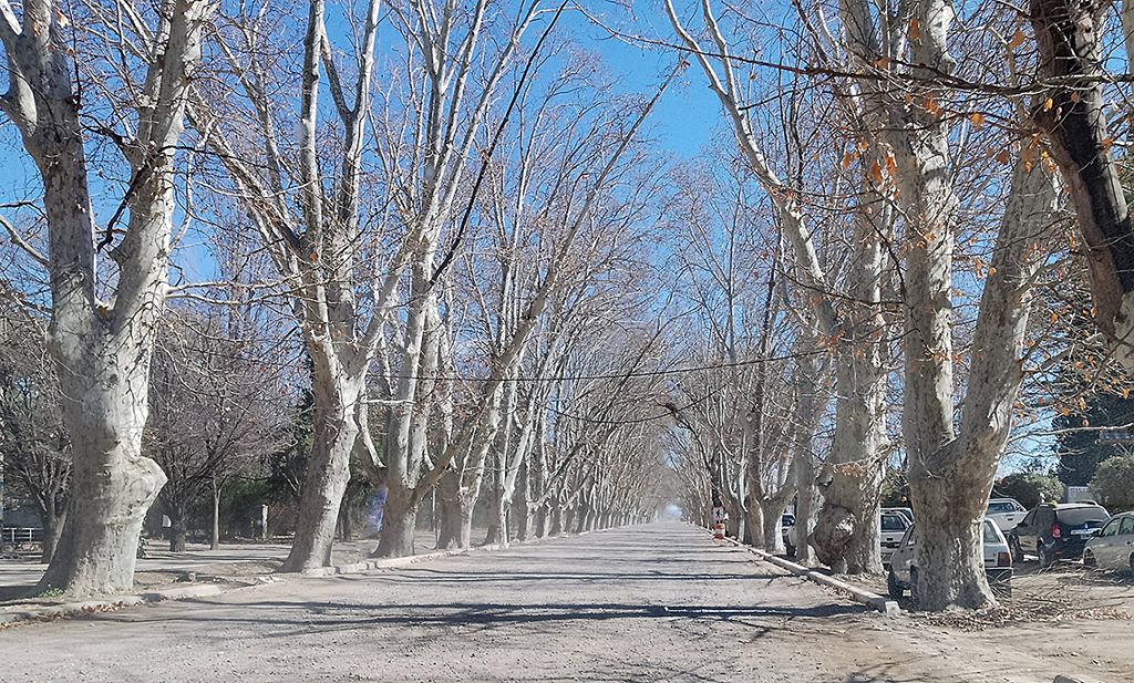 Túnel de plátanos de la Yrigoyen, es el momento para hacerle una poda preventiva en altura