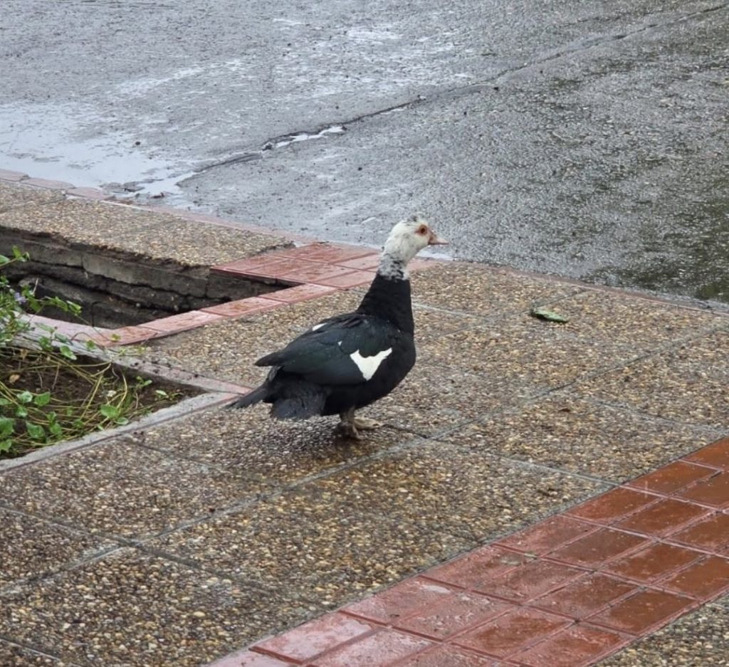 Visitante inesperado: un pato apareció en el centro de San Rafael y revolucionó las redes