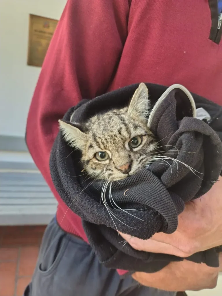 Rescataron a un gato montés herido en Potrerillos y lo trasladaron al Ecoparque