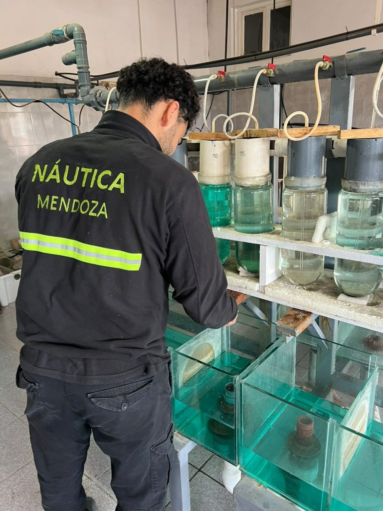 El Club de Pescadores sostiene la siembra de pejerreyes en los embalses mendocinos
